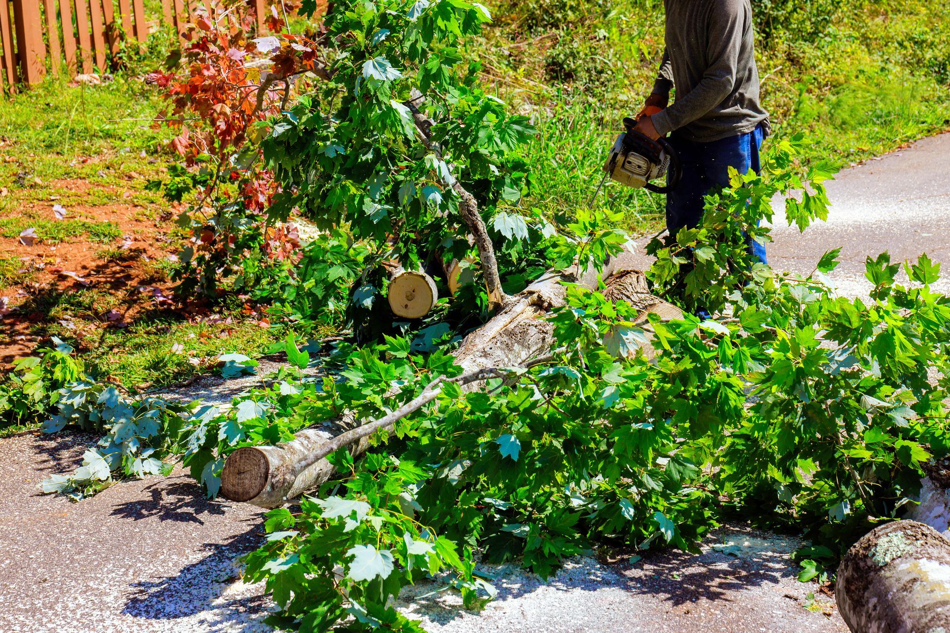 Person using chainsaw to cut a fallen tree on a driveway with green foliage and wooden fence in the background.