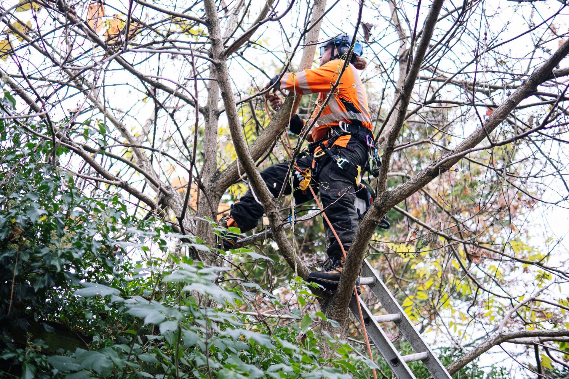 Arborist in orange vest and helmet on a ladder, trimming tree branches.
