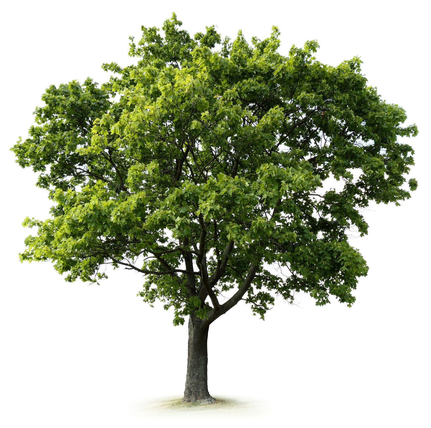 Green leafy tree with a brown trunk, against a white background.