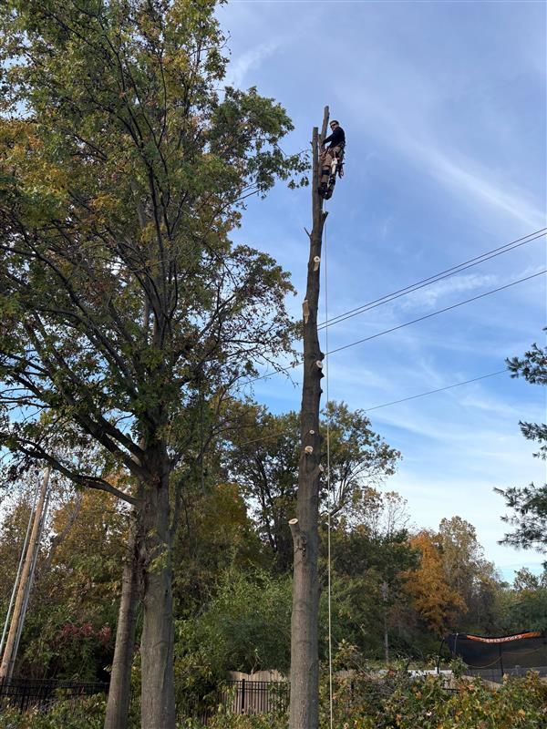 Tree worker atop a tall tree trunk, trimming branches. Clear, sunny sky. Power lines present.