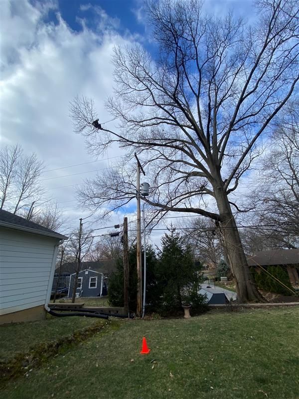 Bare tree with two birds perched high, near utility pole, overcast sky.
