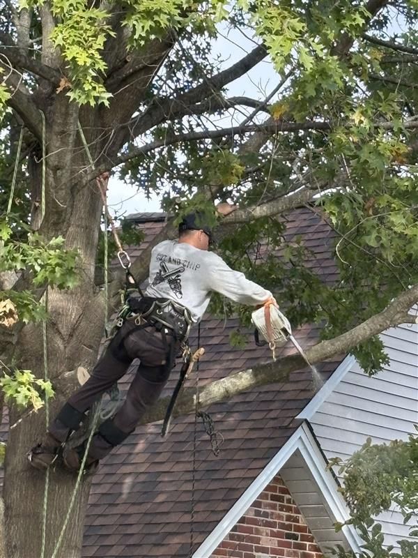 Arborist trimming tree branches near a house. He is wearing safety gear.