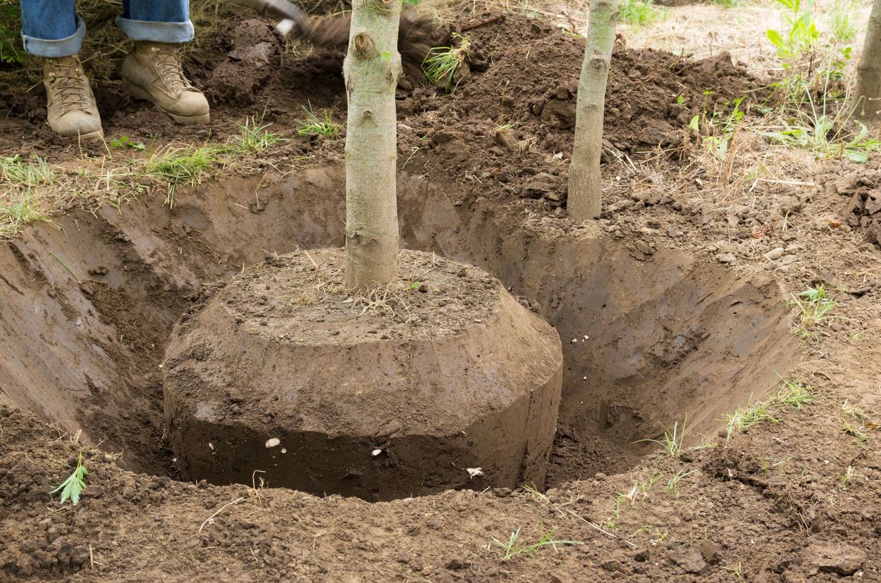 Une personne plante un arbre dans un trou dans le sol.