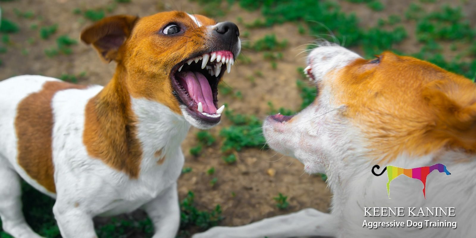 Aggressive Dog Training by Maureen Keene of Keene Kanine Aggressive Dog Trainer Serving Long Beach and Nassau County NY