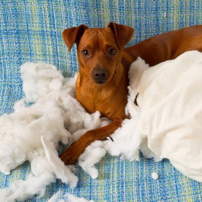 Forms of Dog Aggression