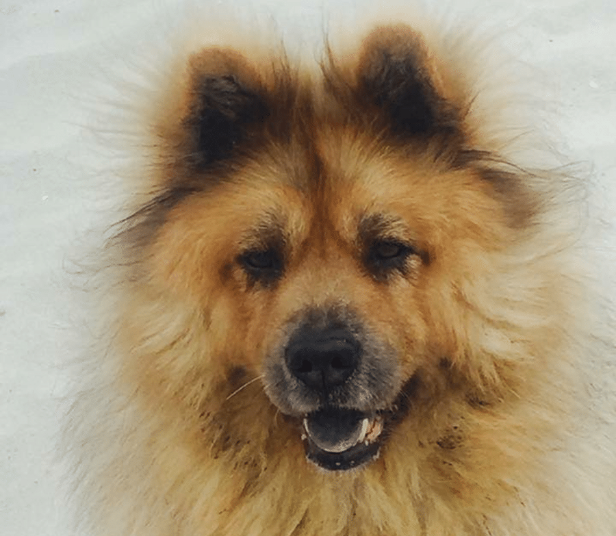 A close up of a dog 's face with its mouth open