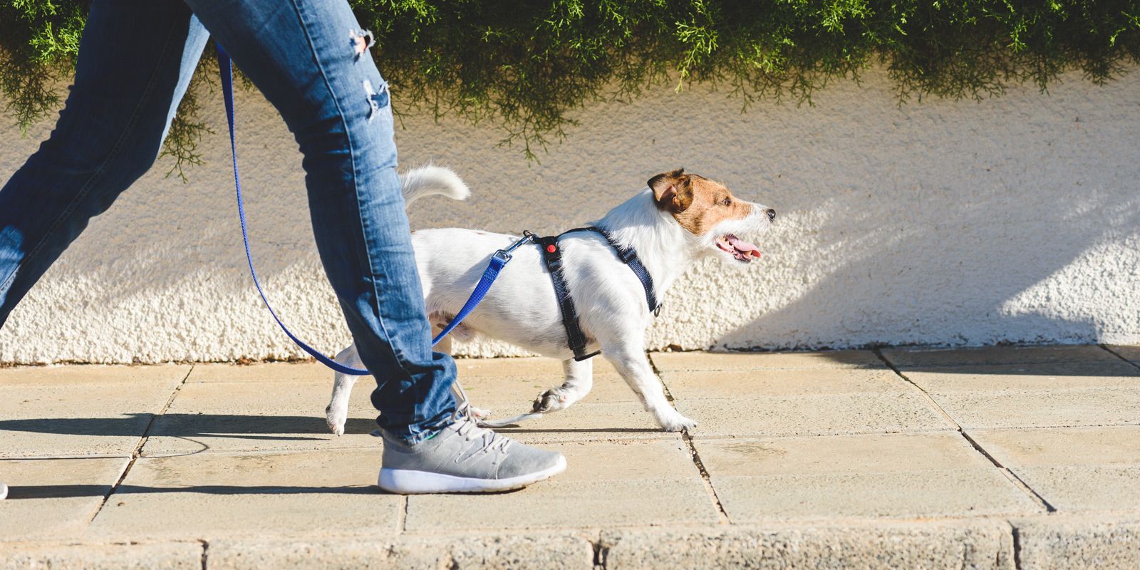 Atlantic Beach Dog Trainer - Maureen Keene of Keene Kanine