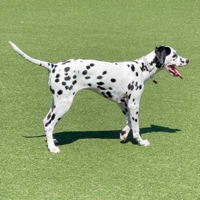 A dalmatian dog is standing on top of a lush green field.