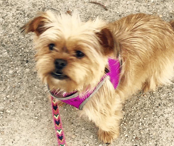 A small brown dog wearing a pink harness and leash.