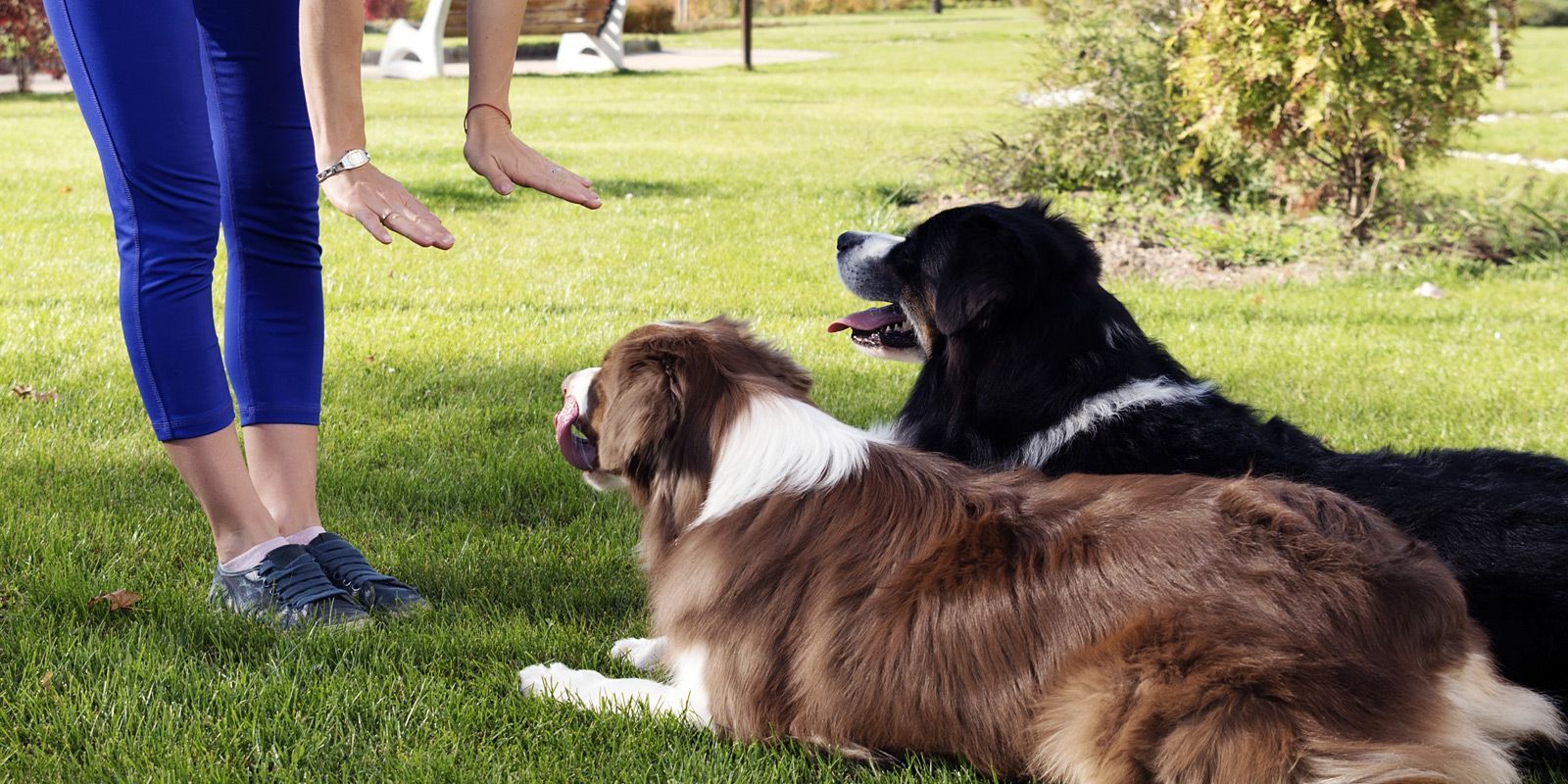 Bellmore Dog Trainer - Maureen Keene of Keene Kanine