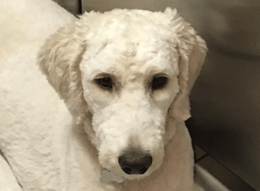 A close up of a white dog looking at the camera.