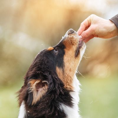 Keene Kanine Dog Behavior Training
