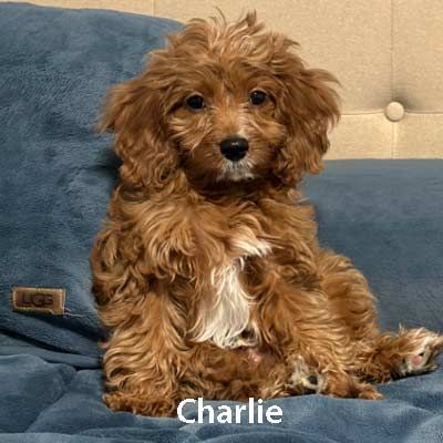 A small brown dog is sitting on a blue blanket on a bed.