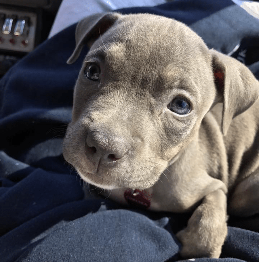 A puppy is laying on someone 's lap and looking at the camera