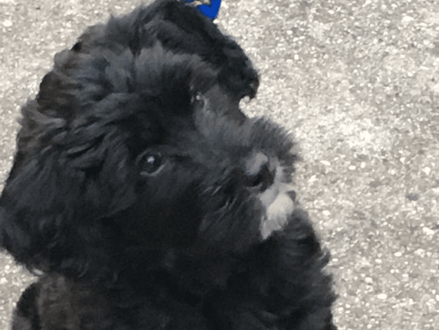 A small black dog with a blue collar is sitting on the ground.