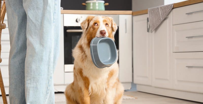 Choosing the Right Dog Food What to Look For