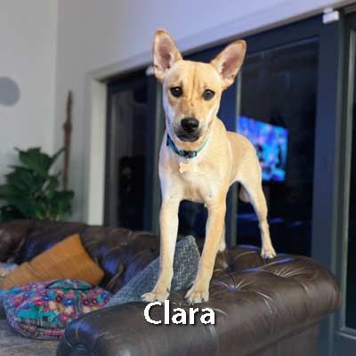 A small dog is standing on top of a leather couch.