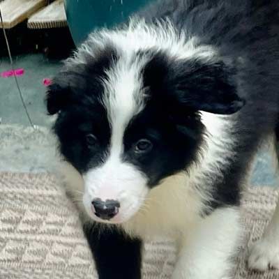 A black and white puppy is standing on a carpet and looking at the camera.