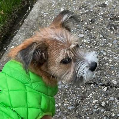A small dog wearing a green jacket is standing on a sidewalk.