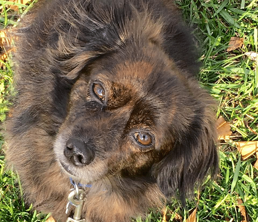 A brown dog is laying in the grass and looking up at the camera.