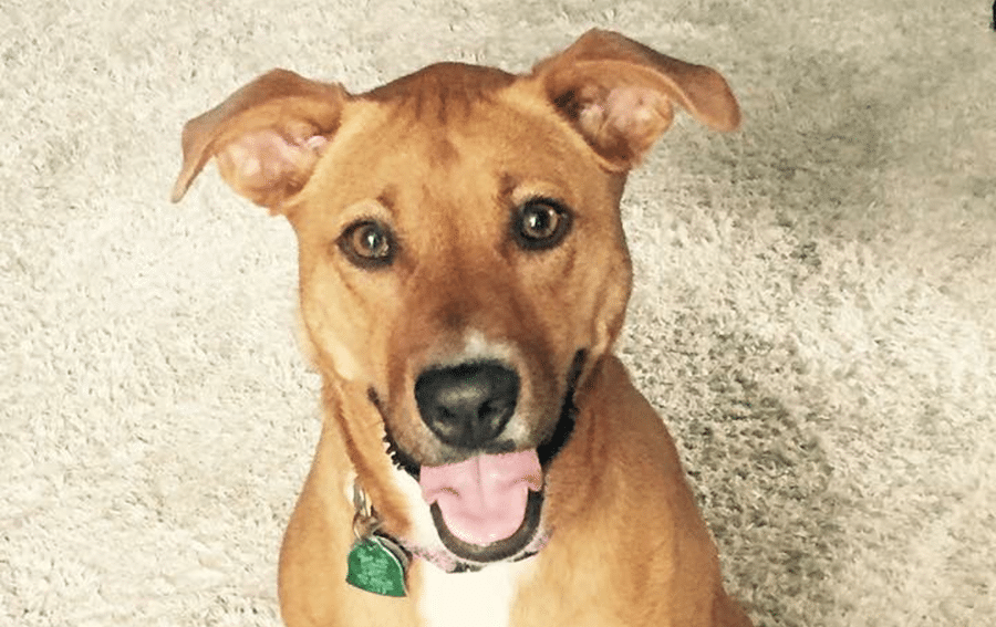 A brown and white dog is sitting on a carpet with its tongue hanging out.