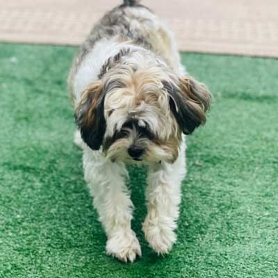 A small brown and white dog is standing on a green lawn.