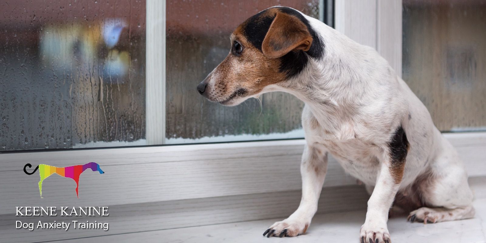Anxiety Dog Training by Maureen Keene of Keene Kanine, Anxiety Dog Trainer in Long Beach and Serving Nassau County, NY. Free Consultation.