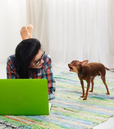 Why Is Your Dog Barking?