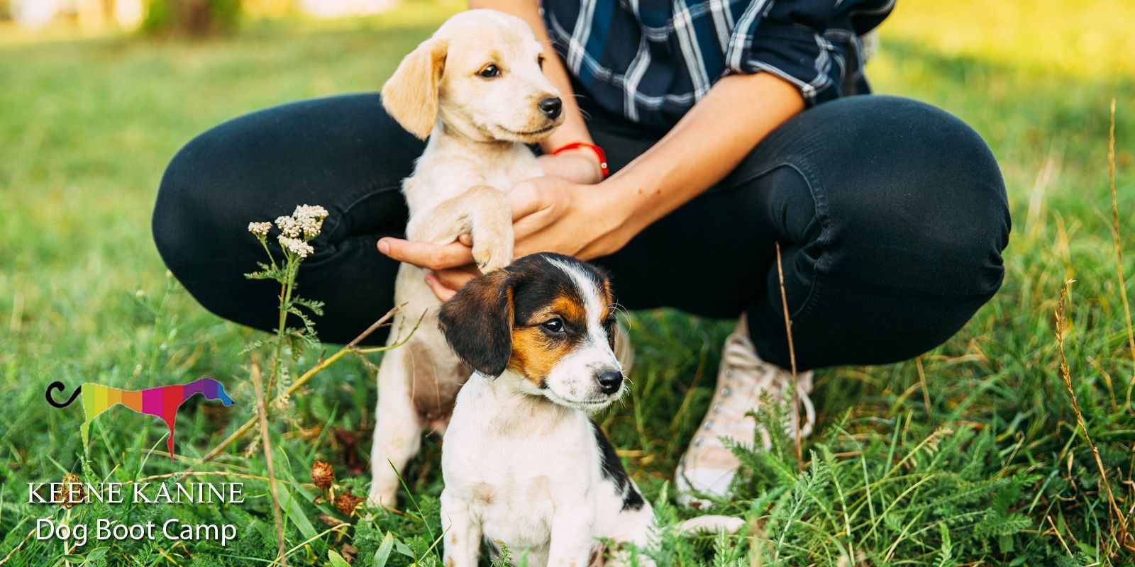 Dog Boot Camp Training by Maureen Keene of Keene Kanine, Dog Boot Camp Trainer in Long Beach and Serving all of Nassau County NY