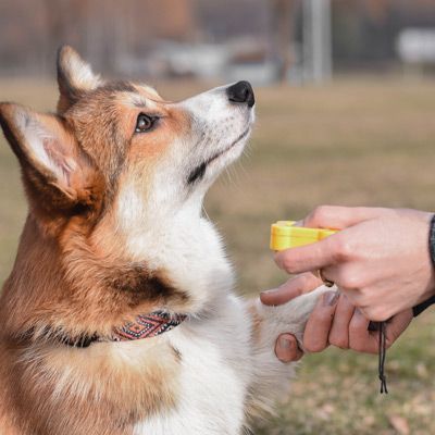 About Maureen Keene  Dog Training Programs