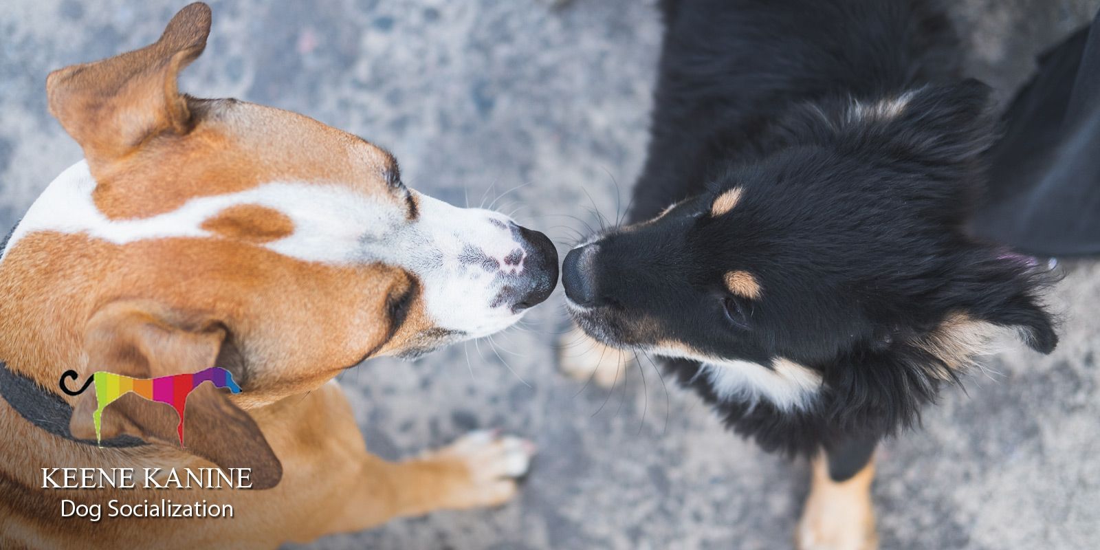 Learn About Dog Socialization Training by Maureen Keene of Keene Kanine, Dog Socialization Trainer in Long Beach and Nassau County. Free Consultation.