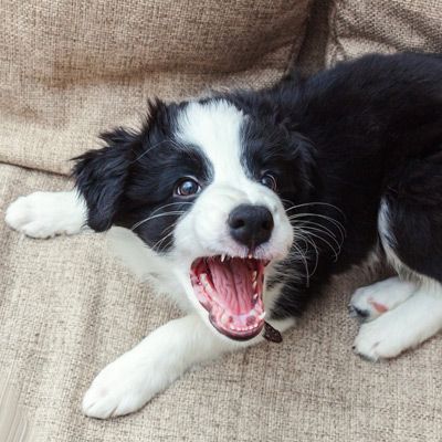 Canine Behavior Modification
