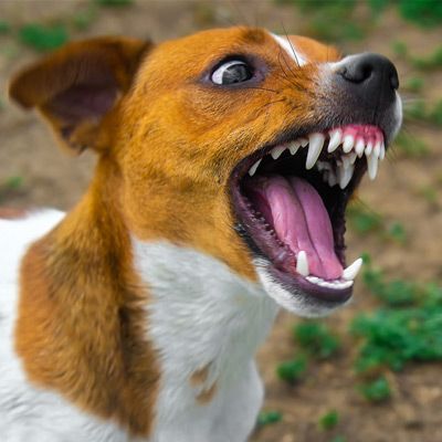 Aggressive Dog Training