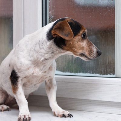 Anxiety Training