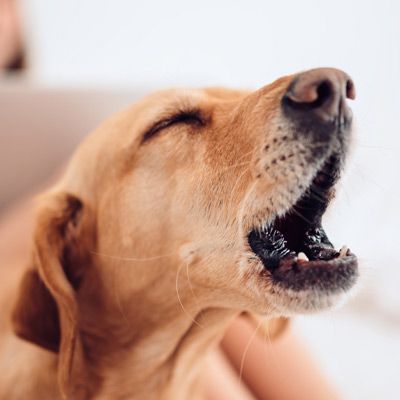 Excessive Barking Training