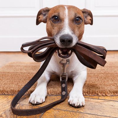 Leash Walking Training