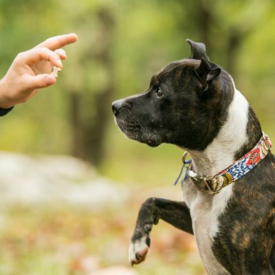 Obedience Training
