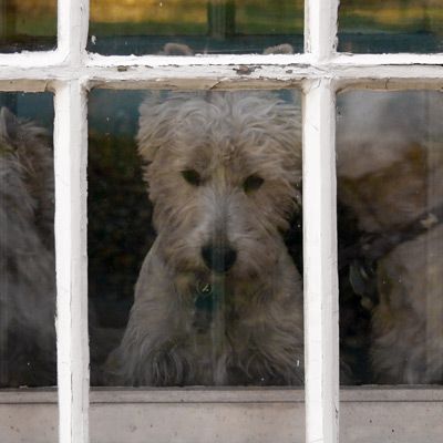 Separation Anxiety Training