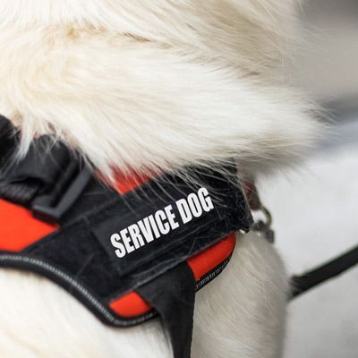 Service Dog Training