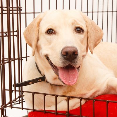 Dog Training Program