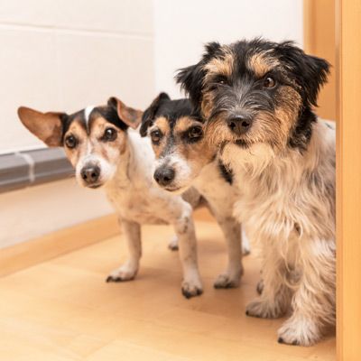 Dog Boot Camp