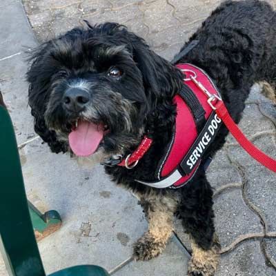 A small black dog wearing a red service dog harness.