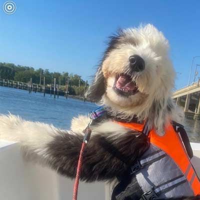 A dog wearing a life jacket is sitting on a boat.