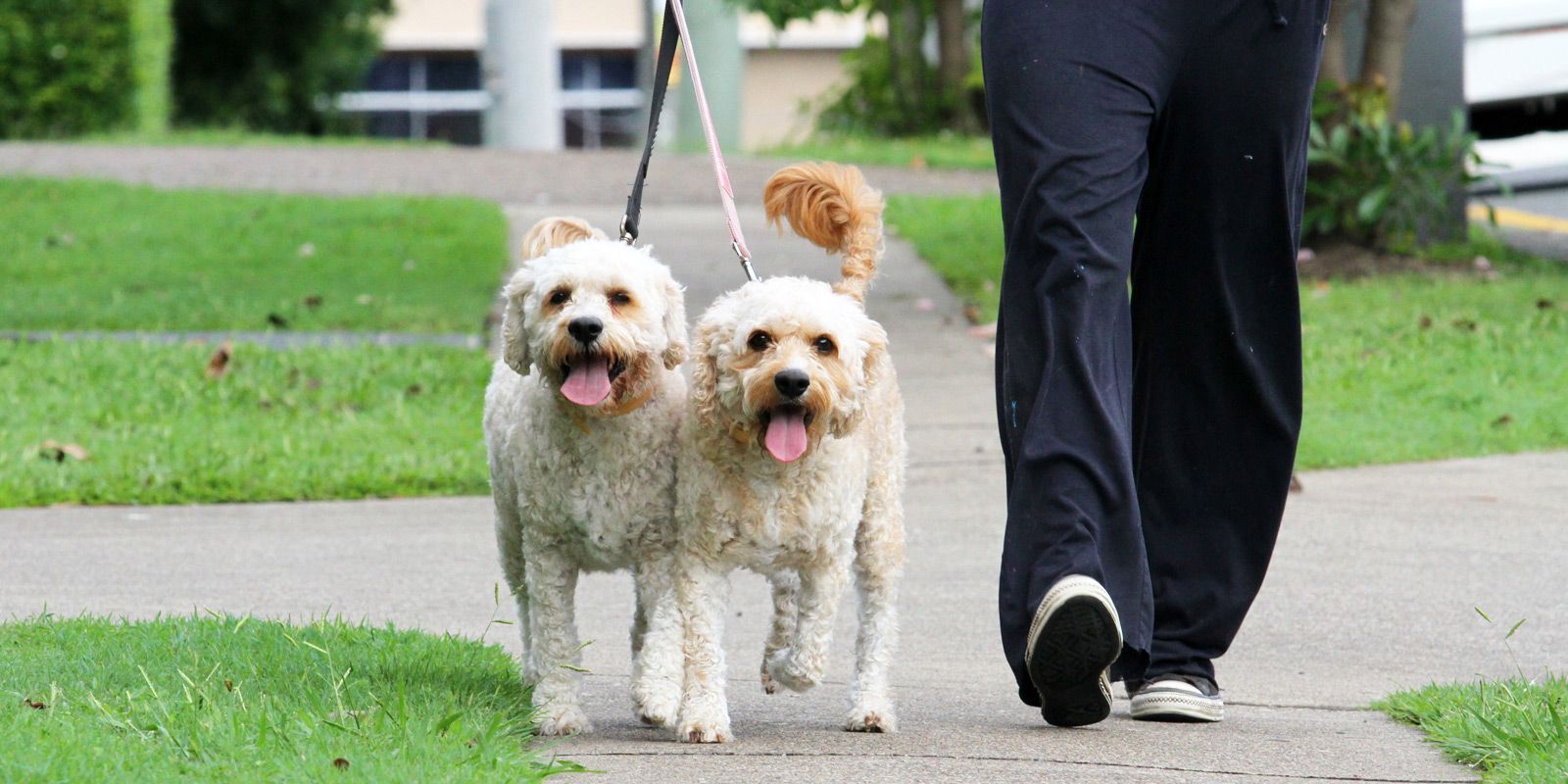 The Hewlett Dog Trainer - Maureen Keene of Keene Kanine