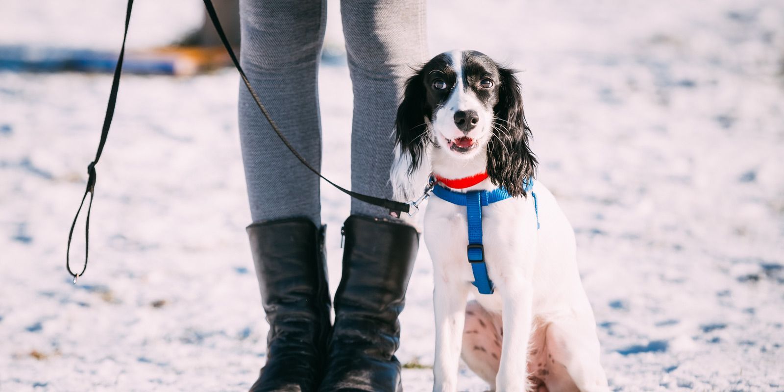 Island Park Dog Trainer - Maureen Keene of Keene Kanine