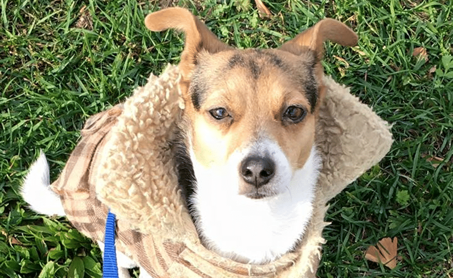 A brown and white dog wearing a scarf around its neck is laying in the grass.