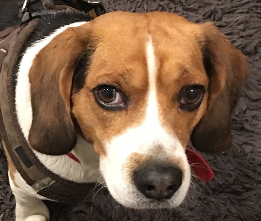 A brown and white dog wearing a harness looks at the camera
