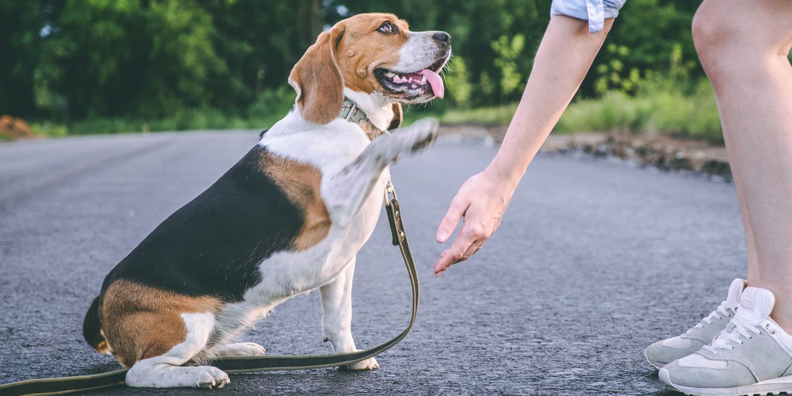 Lido Beach Dog Trainer - Maureen Keene of Keene Kanine