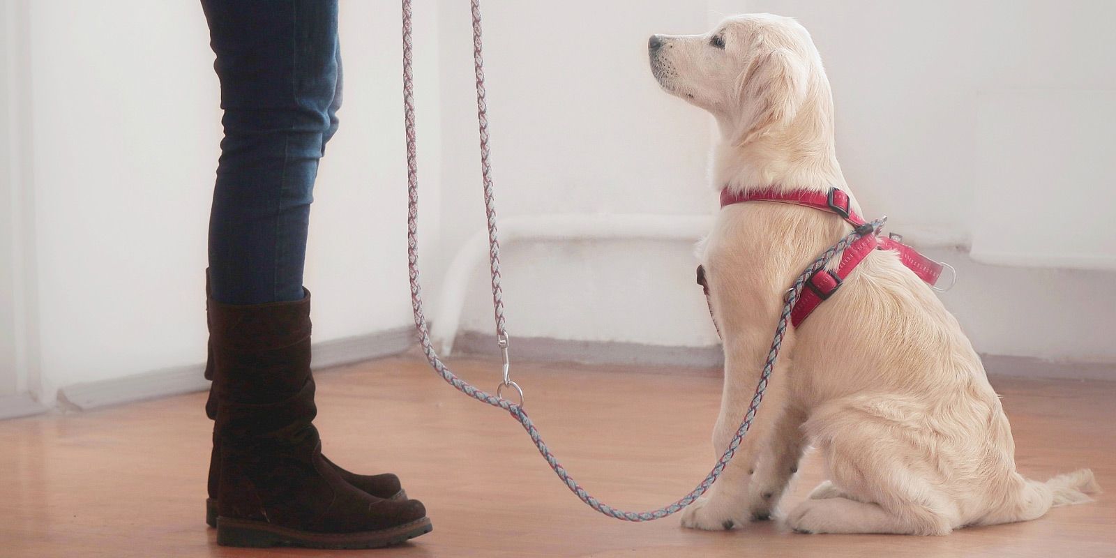 Long Beach Dog Trainer - Maureen Keene of Keene Kanine