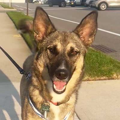 A german shepherd dog is standing on a sidewalk on a leash.